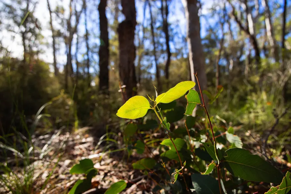 sustainability-04-native-forest-seedling.webp