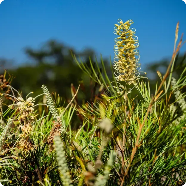 moorebank-grass.webp